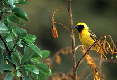 BIRDS - WEAVER - MASKED -UGANDA.jpg