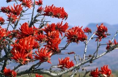 RSA - BLYDE RIVER CANYON - RED SUCCULENT.jpg