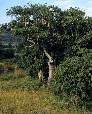 UGANDA - SAUSAGE TREE.jpg