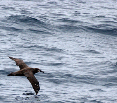 BIRD - ALBATROSS - BLACK-FOOTED ALBATROSS IN KURIL ISLANDS RUSSIA (5).jpg