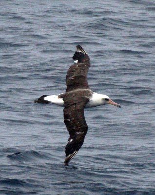 BIRD - ALBATROSS - LAYSON ALBATROSS - KURIL ISLANDS RUSSIA (12).jpg