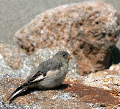 BIRD - BUNTING - SNOW BUNTING - COMMANDERS (2).jpg