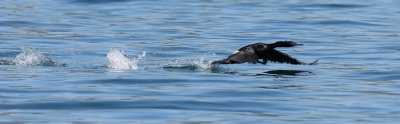 BIRD - CORMORANT - PELAGIC CORMORANT - OFF KAMCHATKA COAST (2).jpg