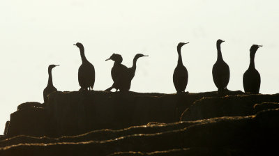 BIRD - CORMORANT - RED-FACED - BIRD ISLAND OFF BERING ISLAND COMMANDERS (4).jpg