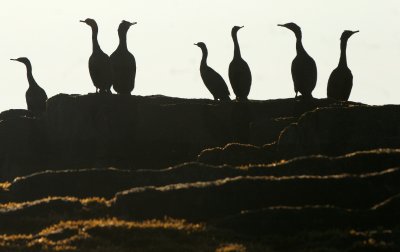 BIRD - CORMORANT - RED-FACED - BIRD ISLAND OFF BERING ISLAND COMMANDERS (7).jpg