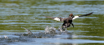 BIRD - DUCK - GOLDENEYE - COMMON ON DUCK LAKES.jpg