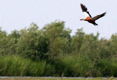 BIRD - DUCK - RUDDY SHELDUCK  - LAKE BAIKAL RUSSIA (9).jpg