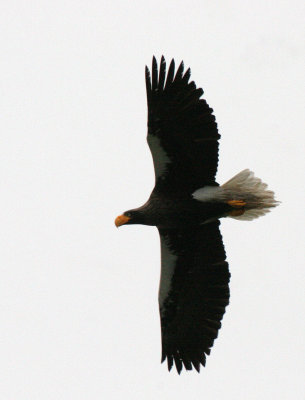 BIRD - EAGLE - STELLERS SEA EAGLE - KAMCHATKA RUSSIA (23).jpg