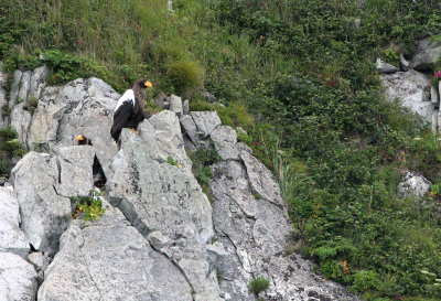 BIRD - EAGLE - STELLERS SEA EAGLE - ON KAMCHATKA COAST RUSSIA (37).jpg