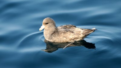 BIRD - FULMAR - NORTHERN - DARK MORPH IN COMMANDERS RUSSIA (14).jpg