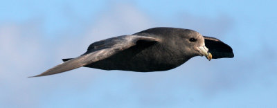 BIRD - FULMAR - NORTHERN FULMAR - DARK PHASE IN KURIL ISLANDS.jpg