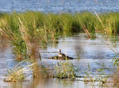 BIRD - GREBE - HORNED GREBE - LAKE BAIKAL SELENGA DELTA - RUSSIA (17).jpg