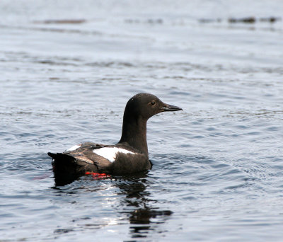 BIRD - GUILLEMOT - BLACK GUILLEMOT - COMMANDERS (9).jpg