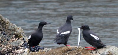 BIRD - GUILLEMOT - BLACK GUILLEMOT - KAMCHATKA COAST (7).jpg