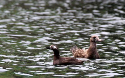 BIRD - GUILLEMOT - SPECTACLED GUILLEMOT - MONERON ISLAND RUSSIA (15).jpg