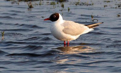 BIRD - GULL - BLACK-HEADED GULLS IN SELENGA DELTA LAKE BAIKAL - RUSSIA  (17) - Copy.jpg