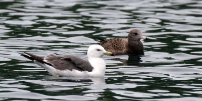 BIRD - GULL - BLACK-TAILED GULL - SOUTHERN KURILS RUSSIA  (12).jpg