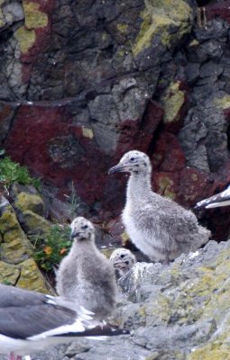 BIRD - GULL - GLAUCOUS POSSIBLE WITH YOUNG IN SOUTHERN KURIL ISLANDS (5).jpg