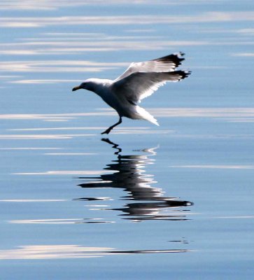 BIRD - GULL - HERRING GULL COMING IN FOR A LANDING - LAKE BAIKAL RUSSIA (4).jpg