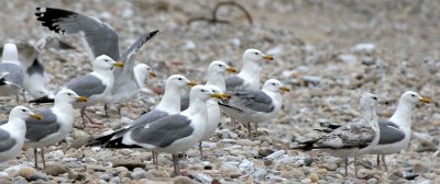 BIRD - GULL - HERRING GULLS - ON SHORE OF OLKHON ISLAND LAKE BAIKAL (2).jpg