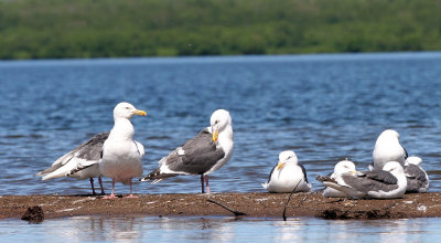 BIRD - GULL - SLATY-BACKED GULLS WITH BLACK-HEADED GULLS - KAMCHATKA INTERIOR.jpg