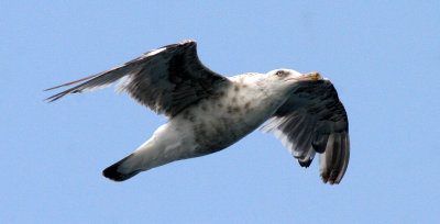 BIRD - GULL - SLATY-BACKED IMMATURE OR BLACK-TAILED IMMATURE POSSIBILITY - KURIL ISLANDS (2).jpg