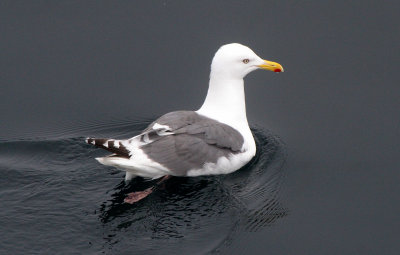 BIRD - GULL - SLATY-BACKED IN CENTRAL KURIL ISLANDS RUSSIA (3).jpg