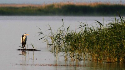 BIRD - HERON - GRAY HERON - SELENGA DELTA LAKE BAIKAL RUSSIA (17).jpg