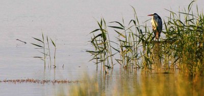 BIRD - HERON - GRAY HERON - SELENGA DELTA LAKE BAIKAL RUSSIA (8).jpg