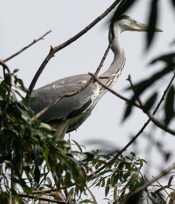 BIRD - HERON - GRAY HERONS - IN ROOKERY IN SELENGA DELTA - LAKE BAIKAL RUSSIA (11).jpg