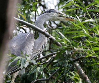 BIRD - HERON - GRAY HERONS - IN ROOKERY IN SELENGA DELTA - LAKE BAIKAL RUSSIA (39) - Copy.jpg