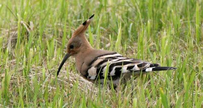 BIRD - HOOPOE - PRIMORYE RUSSIA - LAKE KHANKA   (7) - Copy.jpg