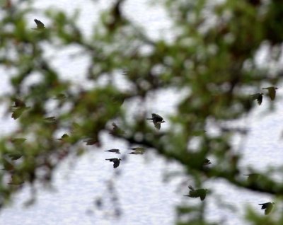 BIRD - JACKDAW - DAURIAN RACE - LAKE BAIKAL RUSSIA (16).jpg