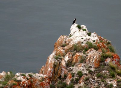 BIRD - JACKDAW - DAURIAN RACE - LAKE BAIKAL RUSSIA (9).jpg