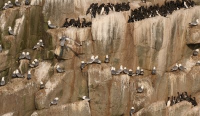 BIRD - KITTIWAKE - BLACK-LEGGED NEAR COMMANDERS (2).jpg