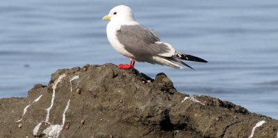 BIRD - KITTIWAKE - RED-LEGGED - COMMANDERS (14).jpg