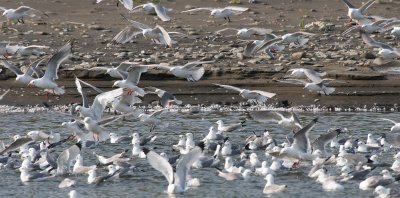 BIRD - KITTIWAKE - RED-LEGGED - COMMANDORSKY (10).jpg