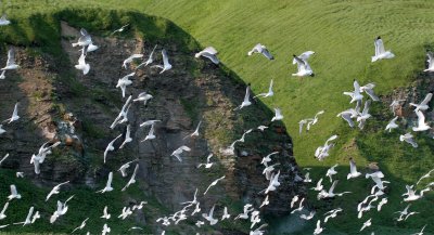 BIRD - KITTIWAKE - RED-LEGGED - COMMANDORSKY (9).jpg