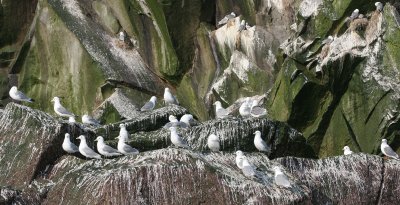 BIRD - KITTIWAKE - RED-LEGGED - COMMANDORSKY.jpg