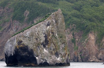 BIRD - KITTIWAKES - OFF PETROPAVLOVSK COAST.jpg