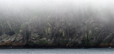 BIRD - KITTIWAKES AND AUKLETS IN CALDERA ROOKERY IN NORTHERN KURIL ISLANDS RUSSIA (2).jpg