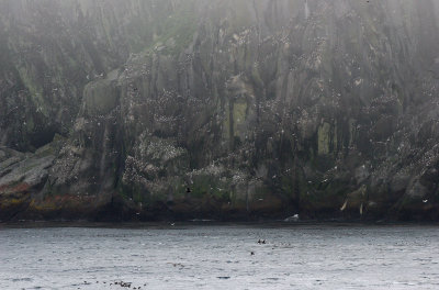 BIRD - KITTIWAKES AND AUKLETS IN CALDERA ROOKERY IN NORTHERN KURIL ISLANDS RUSSIA (5).jpg
