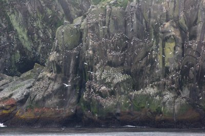 BIRD - KITTIWAKES AND AUKLETS IN CALDERA ROOKERY IN NORTHERN KURIL ISLANDS RUSSIA.jpg