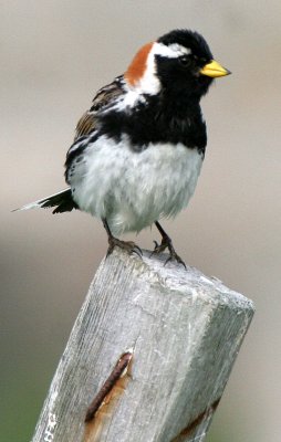 BIRD - LAPLAND LONGSPUR - MEDNY ISLAND COMMANDERS (12).jpg