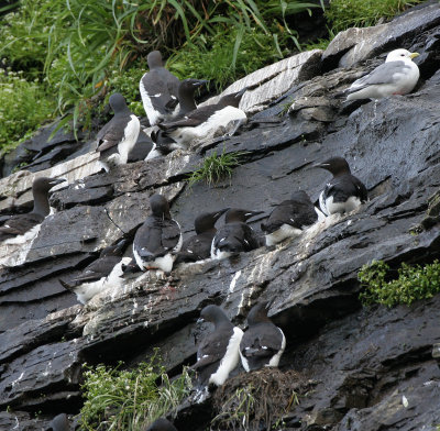 BIRD - MURRE - THIN AND THICK-BILLED - COMMANDERS (2).jpg