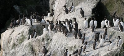 BIRD - MURRES - THICK AND THIN-BILLED - COMMANDERS RUSSIA (12).jpg