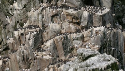 BIRD - MURRES - THICK AND THIN-BILLED - COMMANDERS RUSSIA (24).jpg