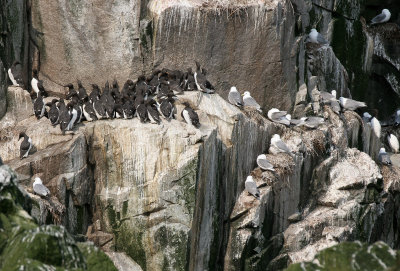 BIRD - MURRES - THICK AND THIN-BILLED - COMMANDERS RUSSIA (27).jpg