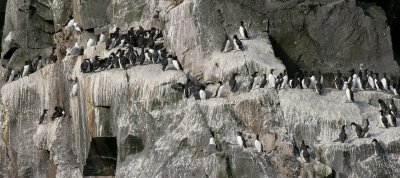 BIRD - MURRES - THICK AND THIN-BILLED - COMMANDERS RUSSIA (3).jpg