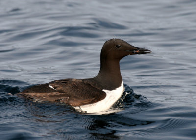 BIRD - MURRES - THICK AND THIN-BILLED - COMMANDERS RUSSIA (5).jpg